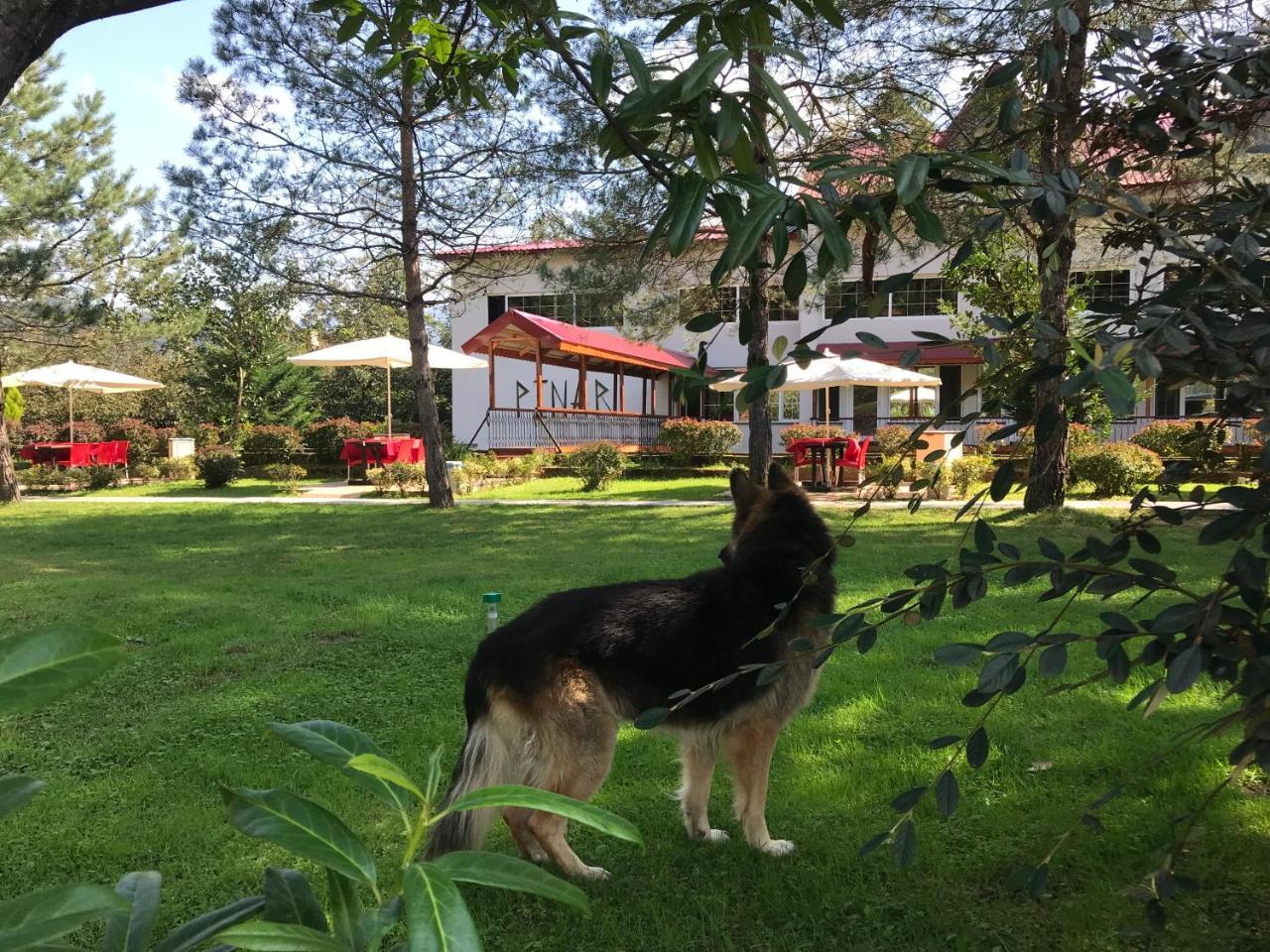 Pinar Kir Evi Guest House Artvin Luaran gambar